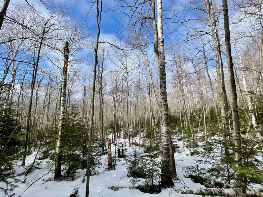 Birch woods to the north of Nundagao Ridge.
