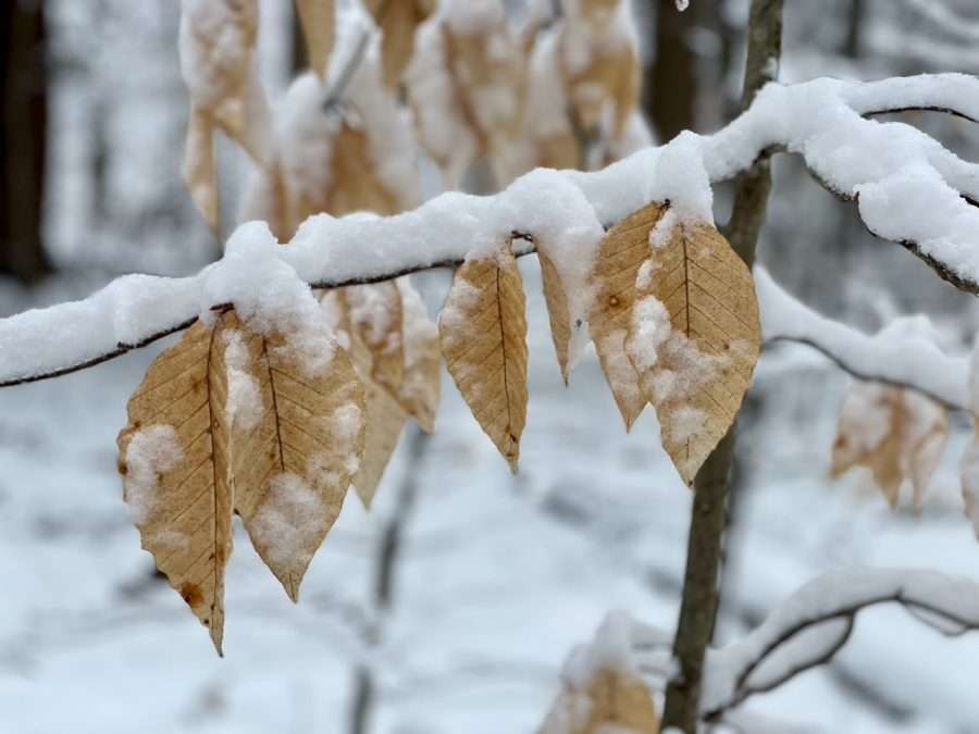 beech leaves on the silver lake bog trail