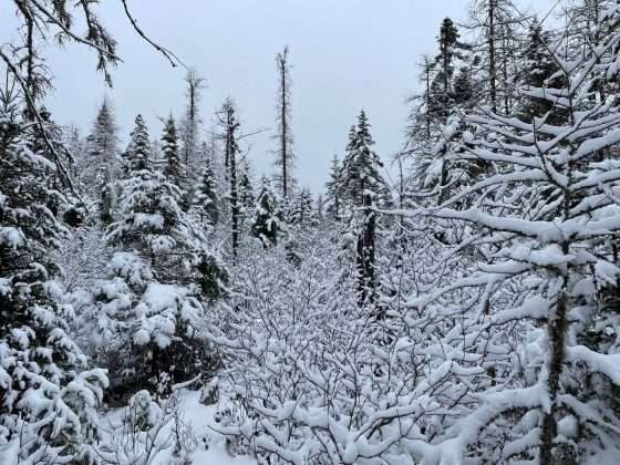 A thick forest as seen from the Silver Lake Bog Trail.
