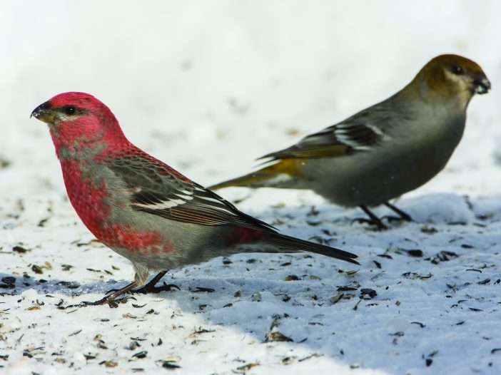 winter finches