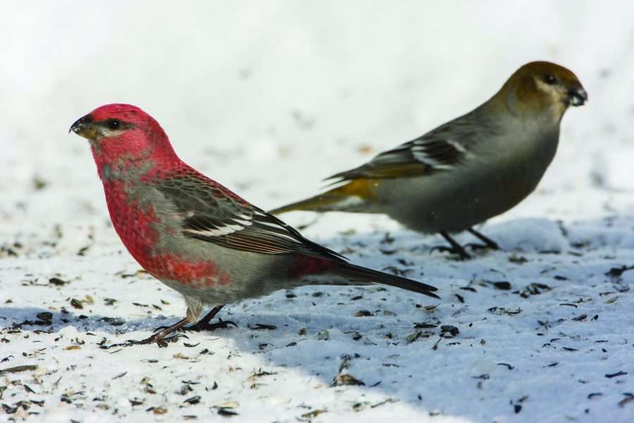 winter finches