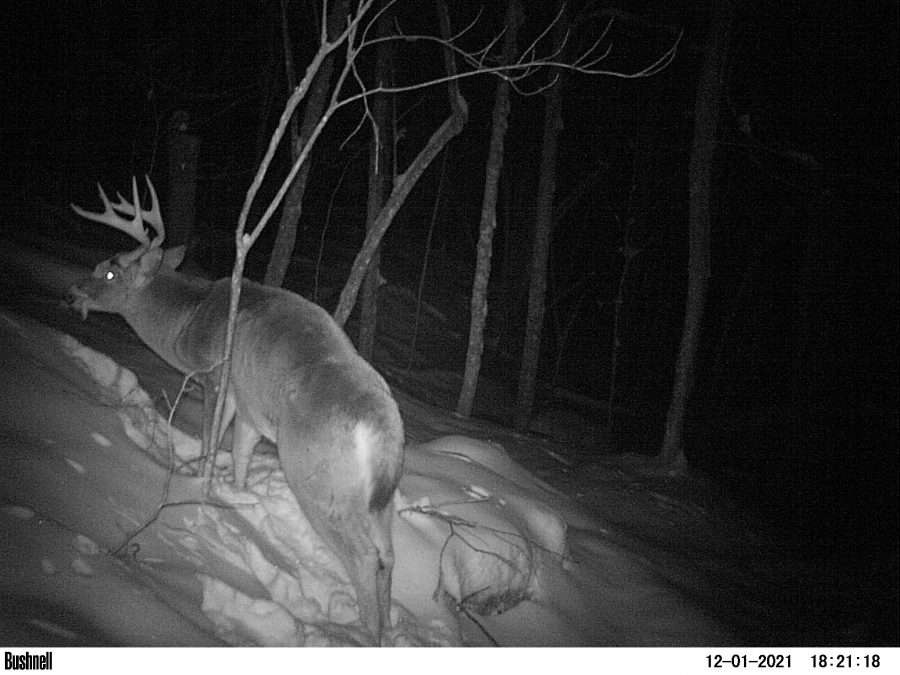 deer in trail camera