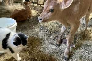 ‘It’s not the cow, it’s the how’