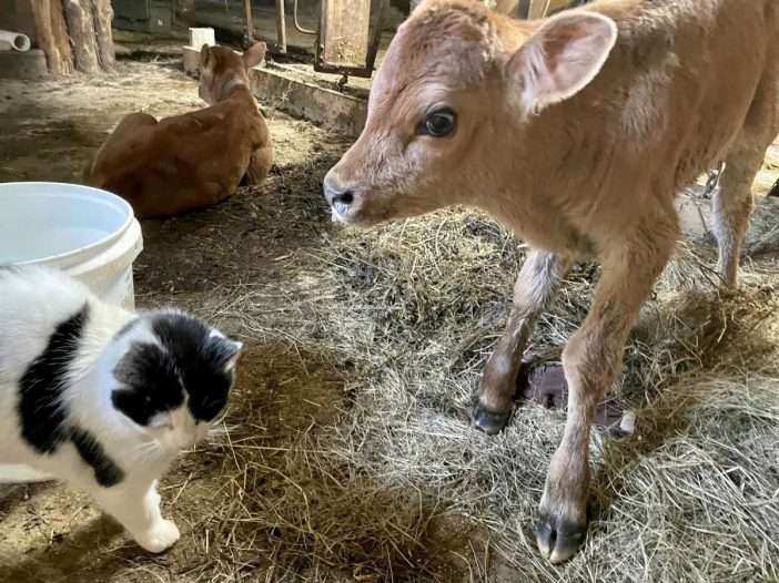 essex farm calf
