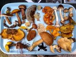 A blue tray full of brown, white and orange mushrooms.