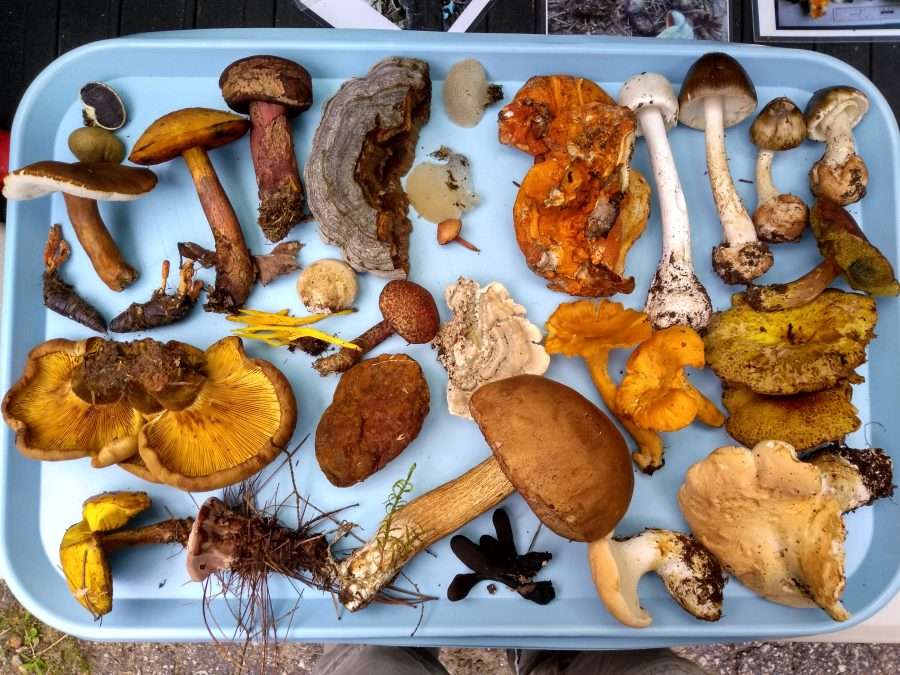 A blue tray full of brown, white and orange mushrooms. Fungi play a significant role in understanding climate change and finding solutions, experts say
