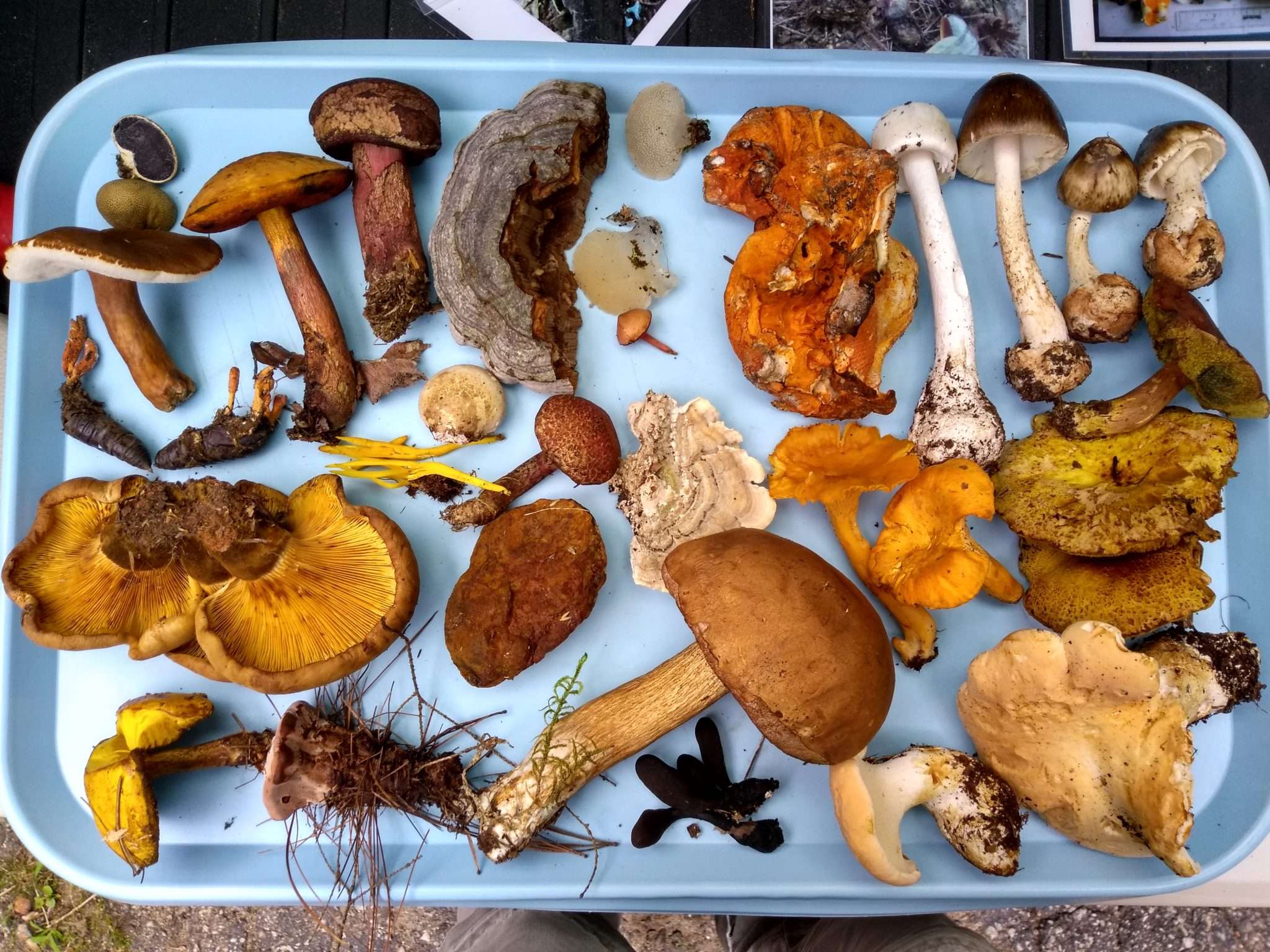 A blue tray full of brown, white and orange mushrooms.