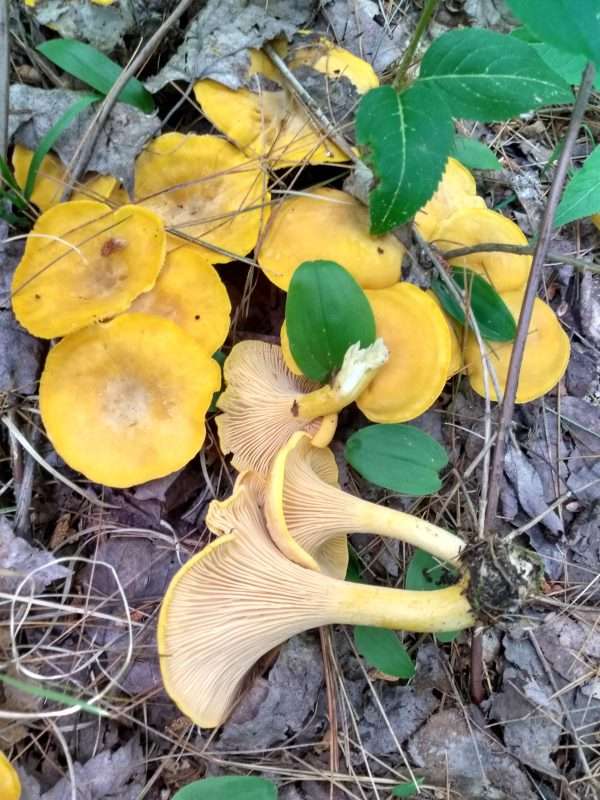 Yellow Chanterelles are sprouting and dug up from the ground.