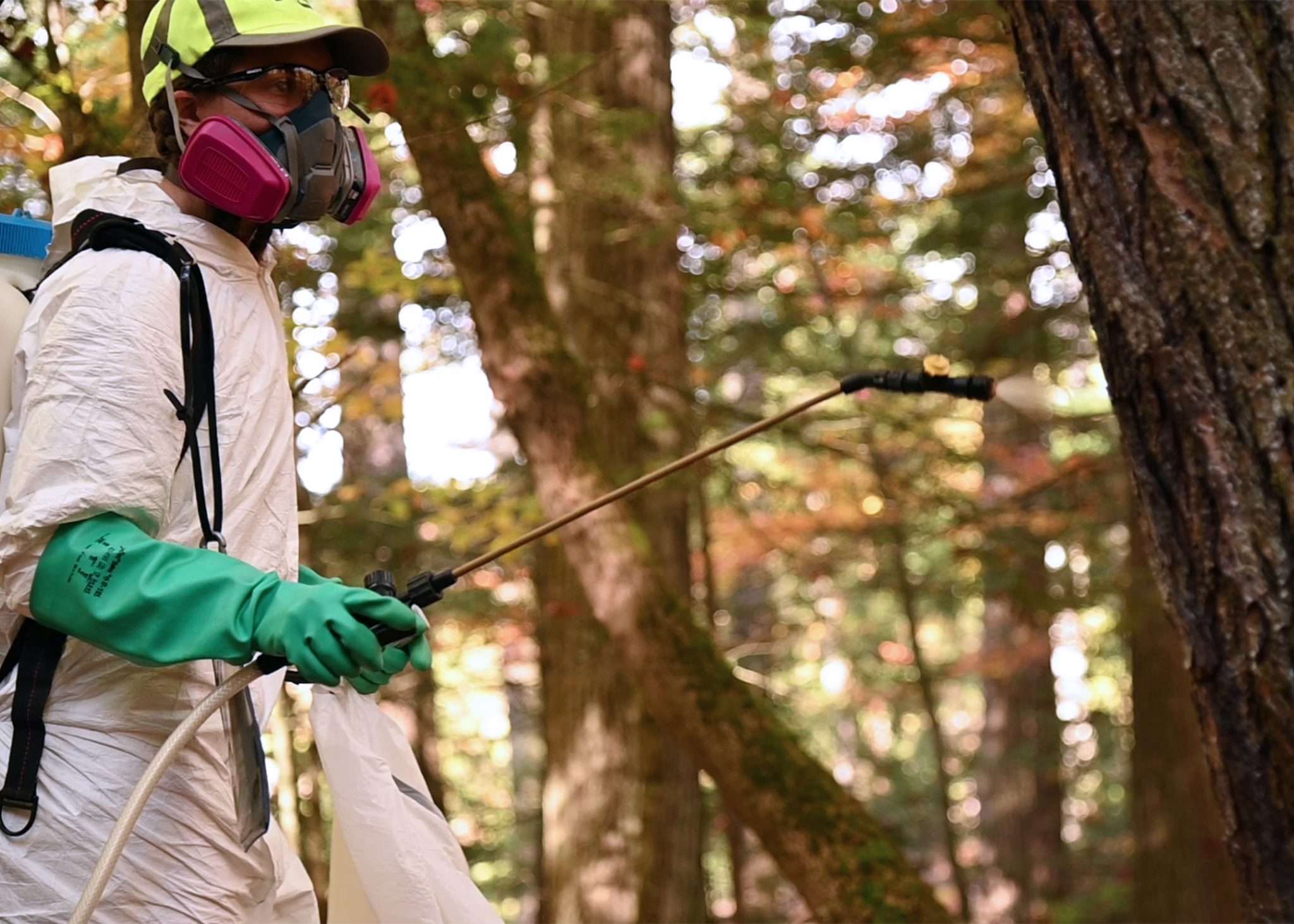 NYS DEC forest health applicators wear a gas mask, goggles over their eyes, a hat, gloves and a tyvec suit while treating hemlock trees to control an HWA infestation at Lake George.