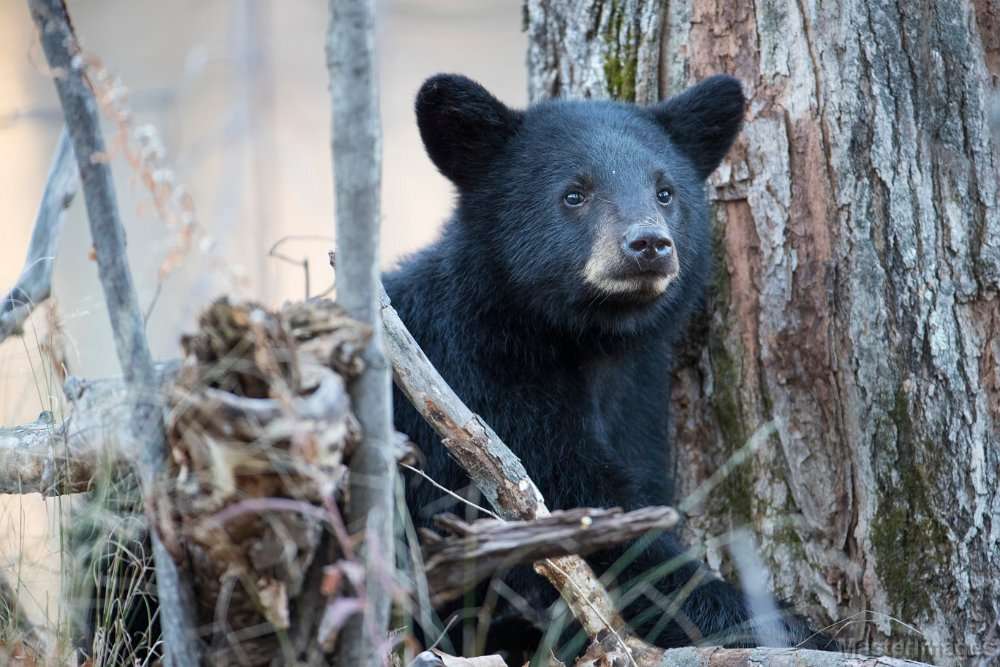 black bear in a tree