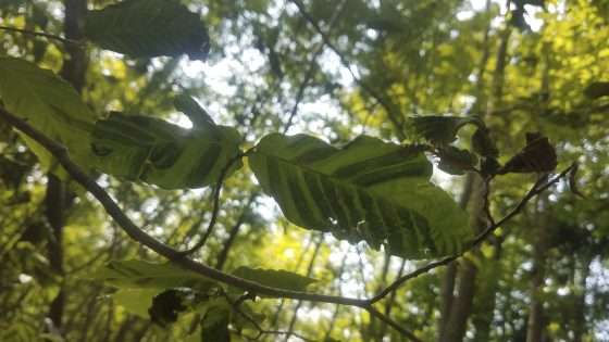 Beech leaf disease found in Warren County