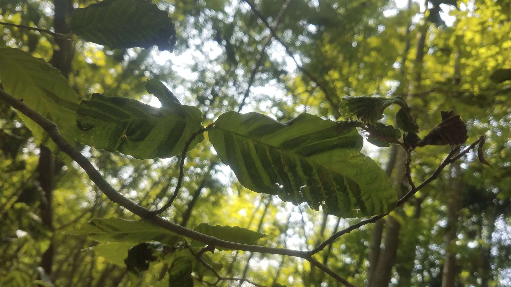 Stripes are a symptom of beech leaf disease. Photo courtesy of DEC