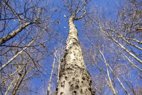 An American beech tree with beech bark disease. Photo by Mike Lynch