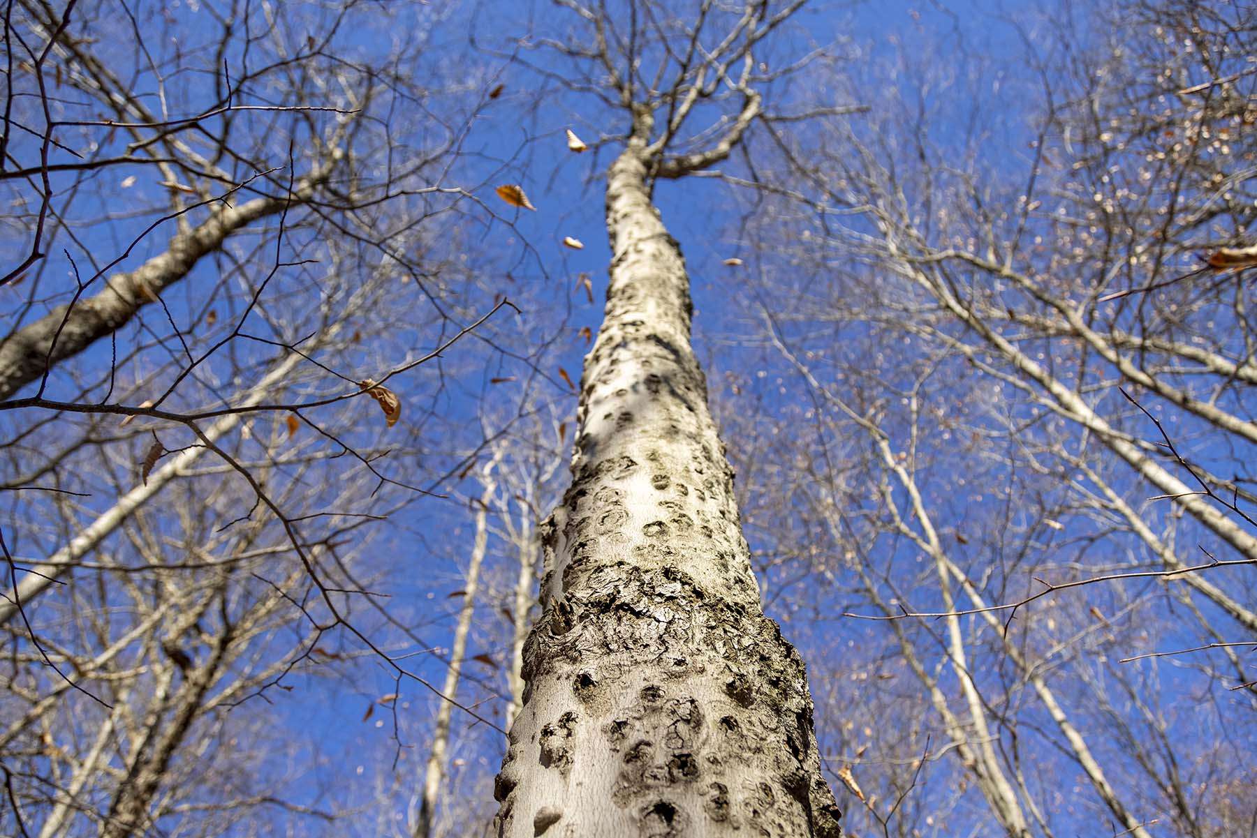 An American beech tree with beech bark disease. Photo by Mike Lynch