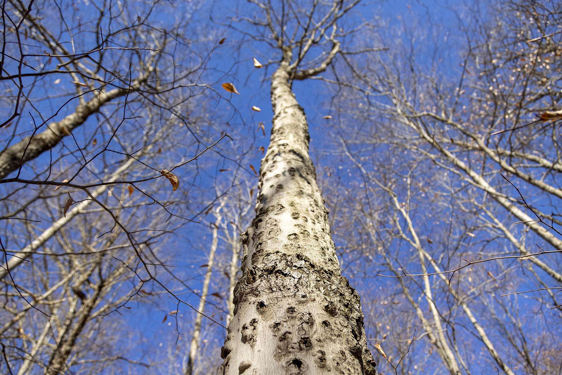 Quality Matters - But How Do You Know It's Good Quality Birch Water?