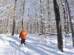 Light pours into the hardwood meadow along Wood’s Trail at Higley Flow State Park as a man snowshoes on the trail