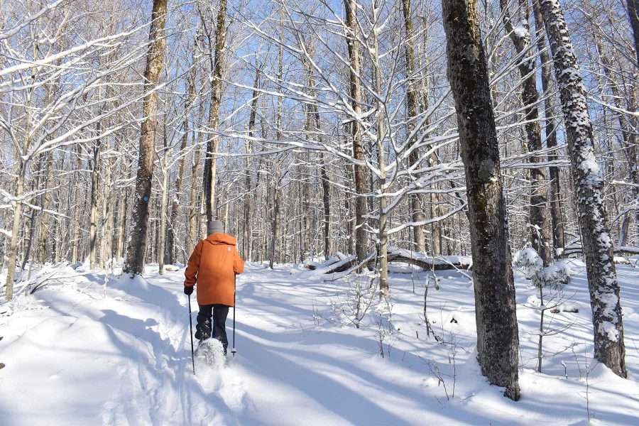 Light pours into the hardwood meadow along Wood’s Trail at Higley Flow State Park as a man snowshoes on the trail
