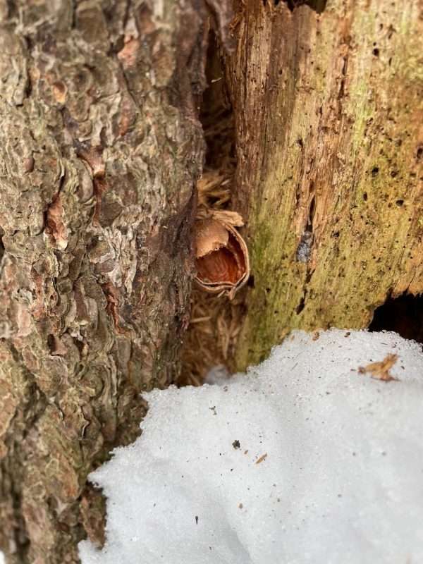 An acorn stashed by an unknown agent.
