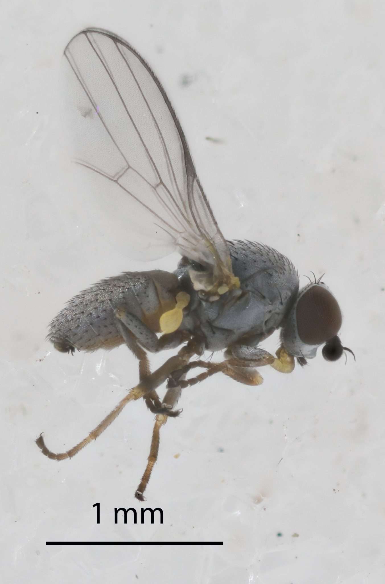 An adult male silver fly, predator of the invasive hemlock woolly adelgid.