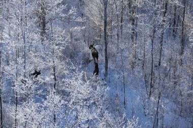 Researchers examine deaths of young Adirondack moose