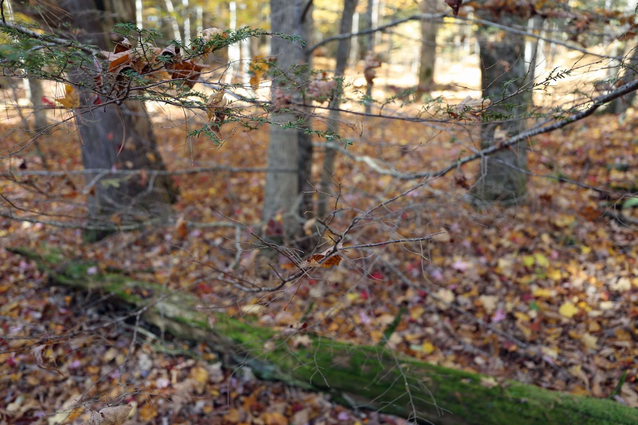 Bare branches of hemlock trees, plagued by the invasive hemlock woolly adelgid, are seen on Oct. 27, 2022 at Paradise Bay on Lake George.