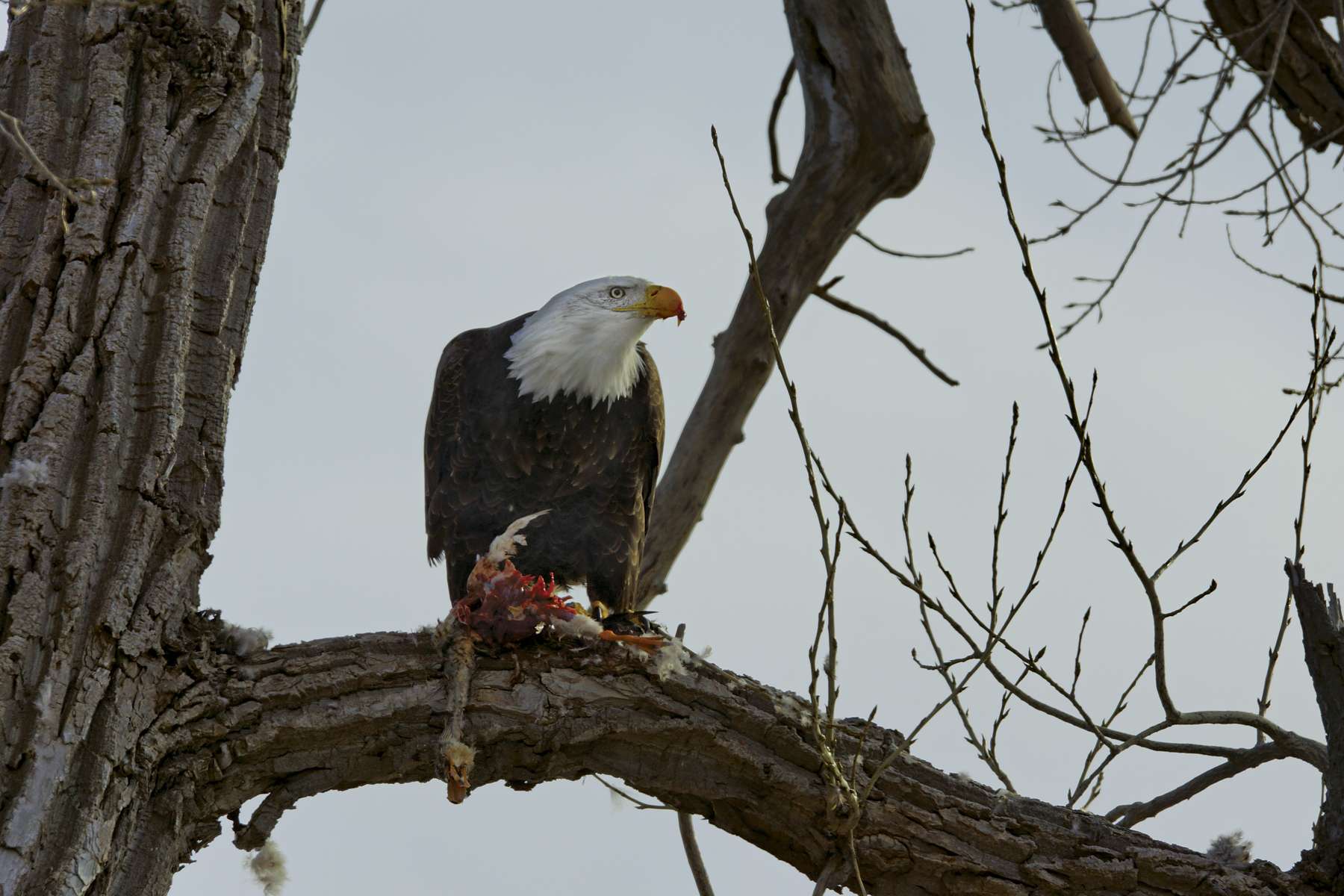 A bald eagle eats a duck along the shores of northern Lake Champlain. Photo by Tara Fuller