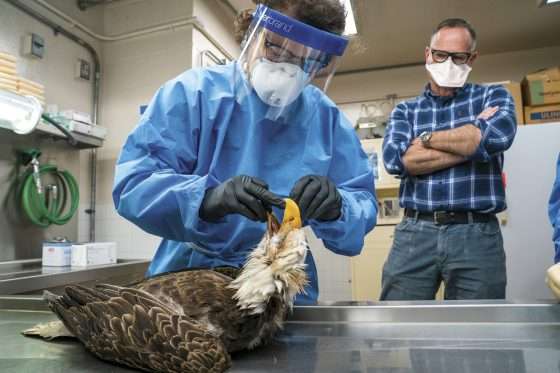 Bird flu kills some of the North County’s biggest birds