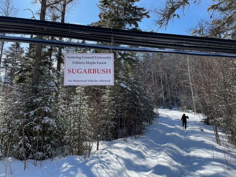 A sign marking the maple trail