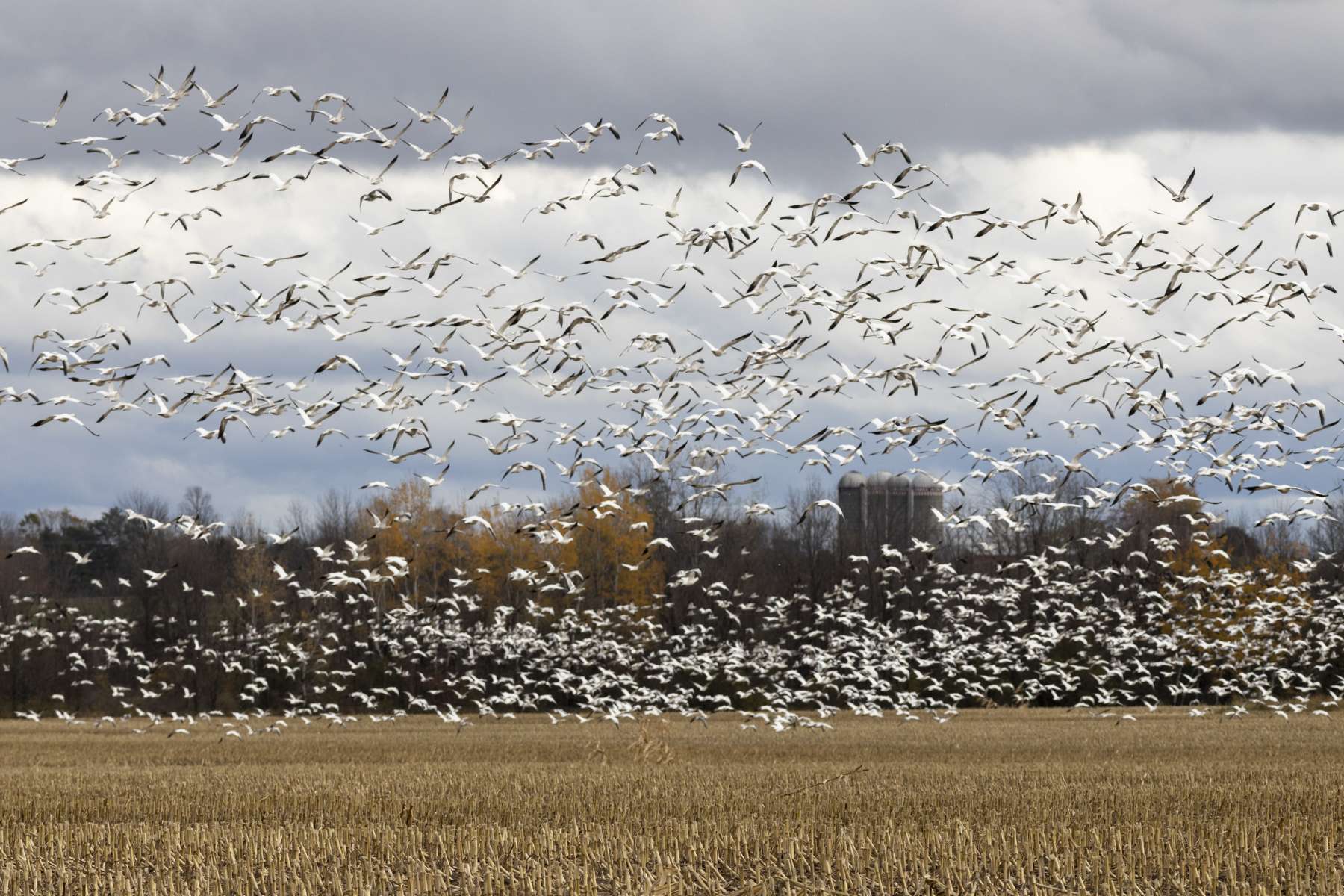 Snow geese gather by the thousands in the fields along northern Lake Champlain. 
