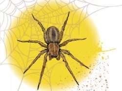Wolf spider species have body sizes ranging from .12 to 1.4 inches in length