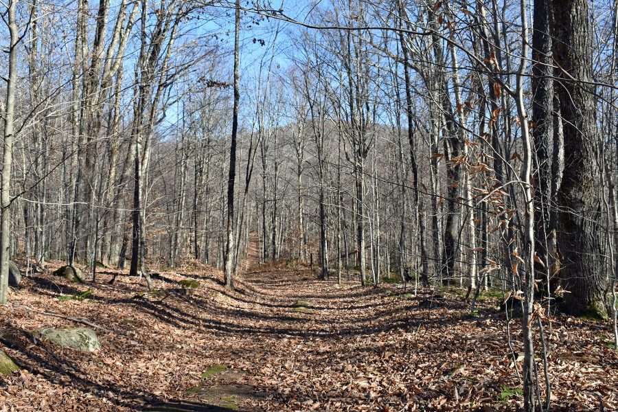 catamount mountain visible through the trees