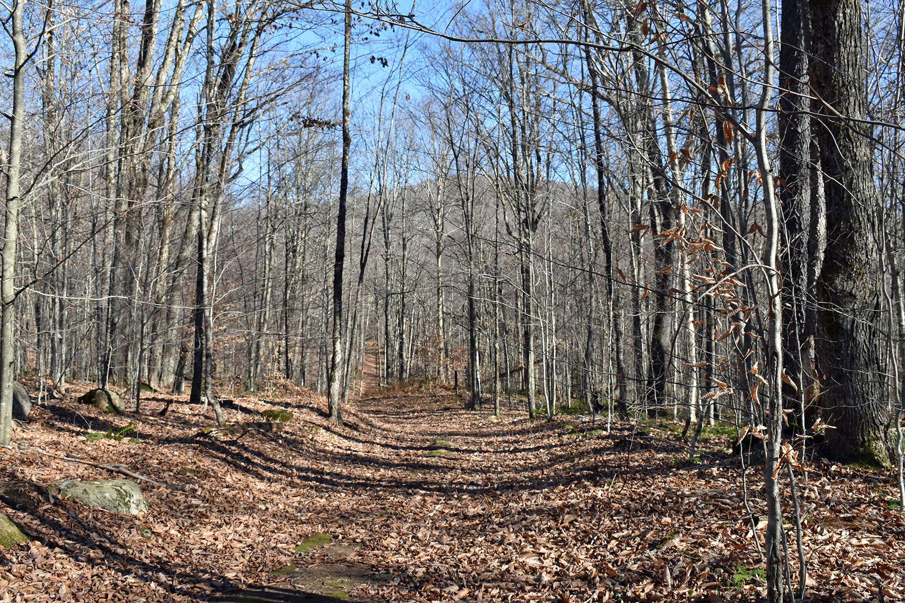 catamount mountain visible through the trees
