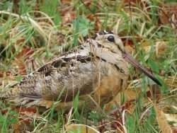 woodcock