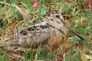 Woodcocks’ arrival is sure sign of spring