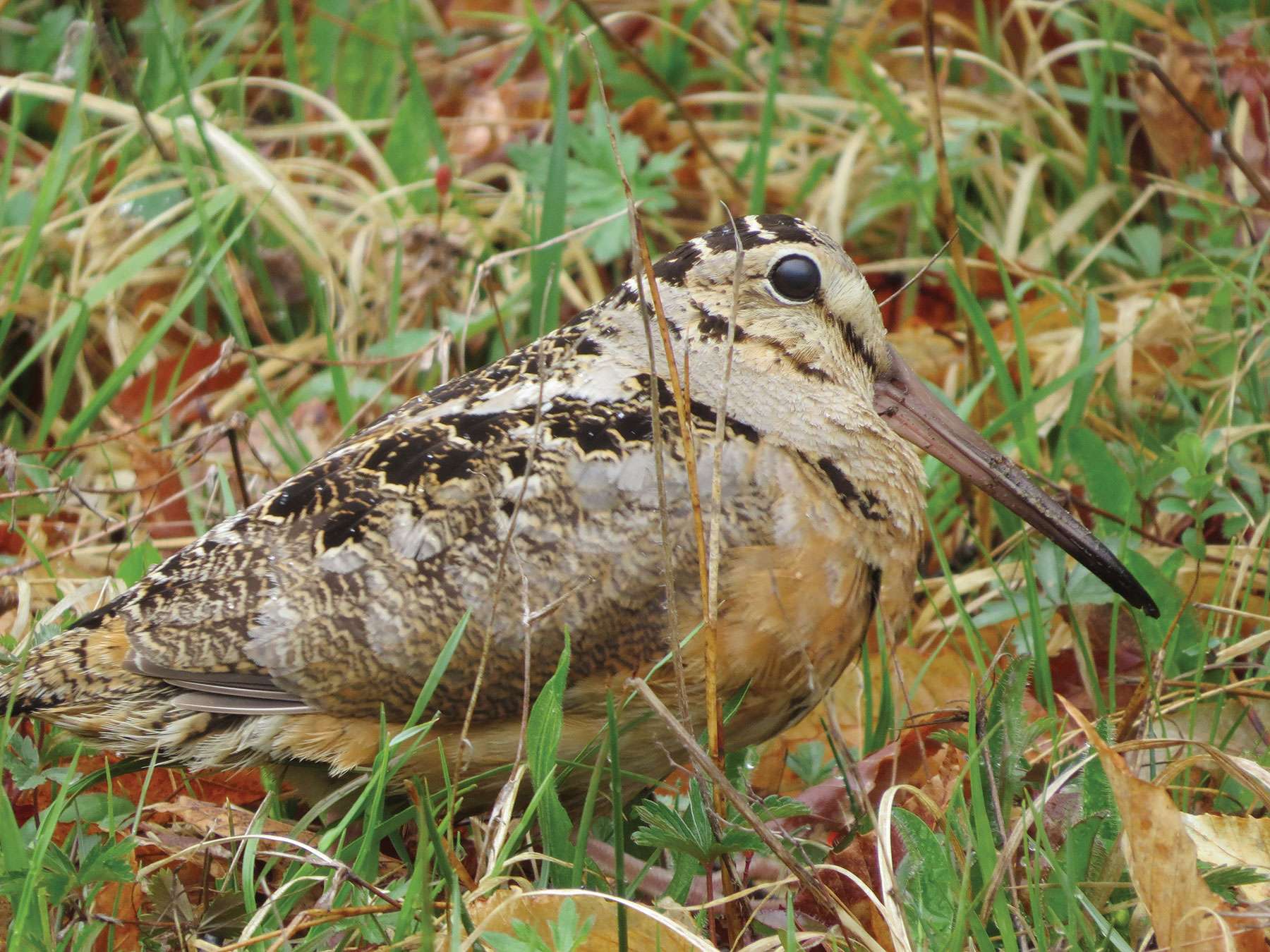 Woodcocks' arrival is sure sign of spring Adirondack Explorer