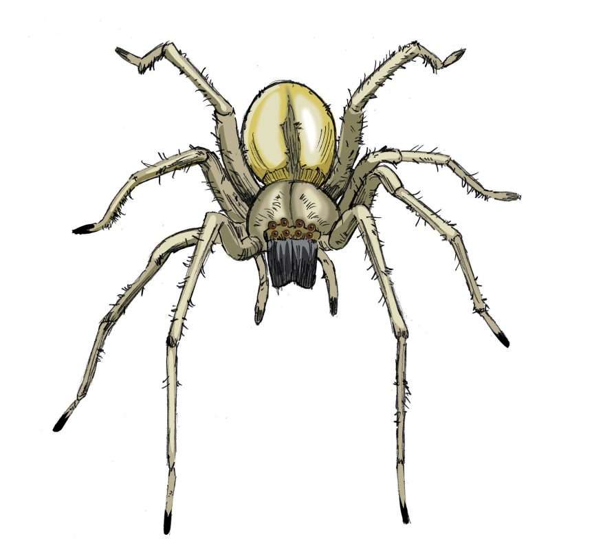 Illustration of a yellow sac spider