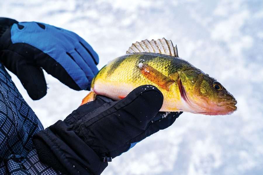 9-year old Norah Payne holds a keeper perch while ice fishing