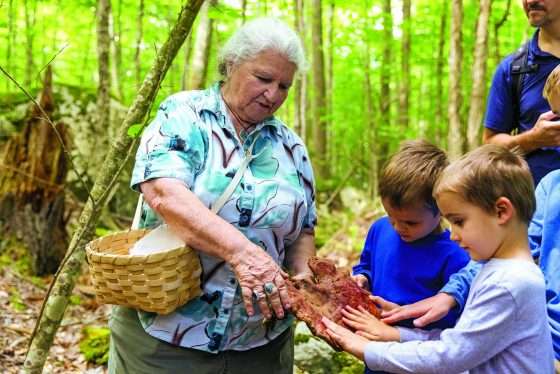 Woodland shopping for wild edibles