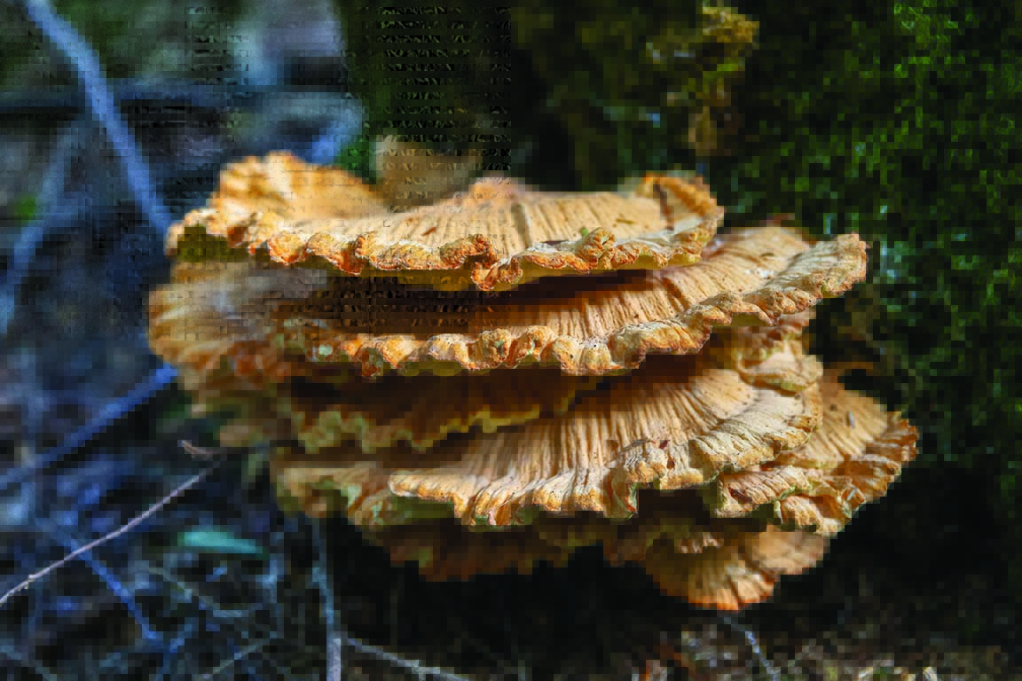 A chicken of the woods mushroom is a popular wild edible among foragers. Photo by Mike Lynch