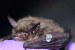 Sounding the bat alarm