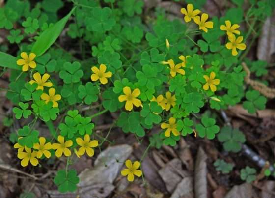 Yellow Wood Sorrel is an edible plant
