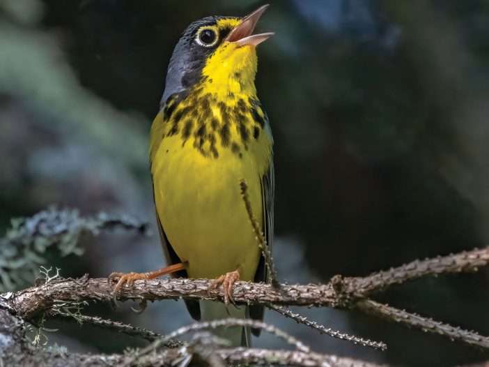 yellow bird