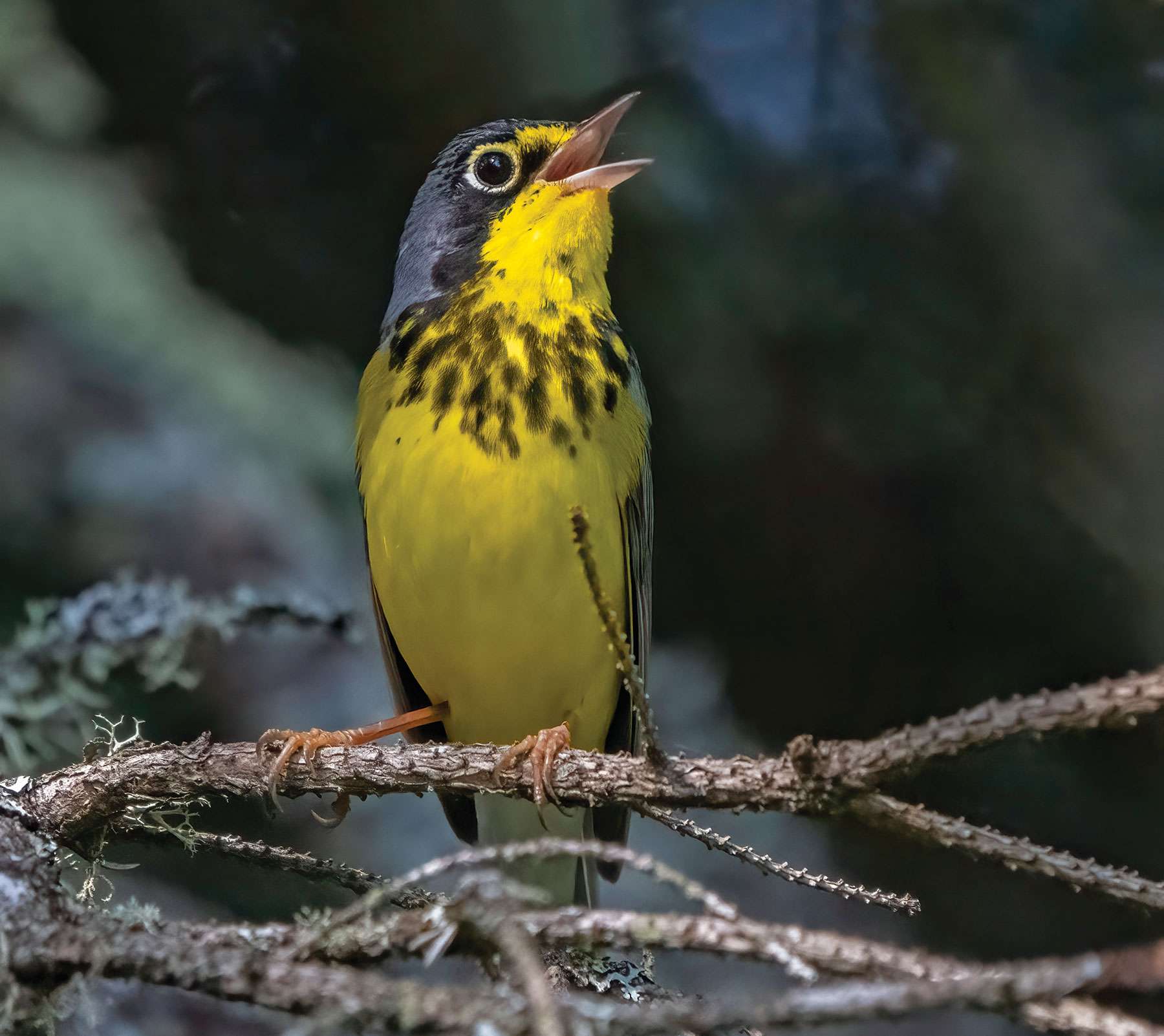 Canada warblers are one of the songbirds that Farnsworth has witnessed being attracted to light.  Photo by Larry Master