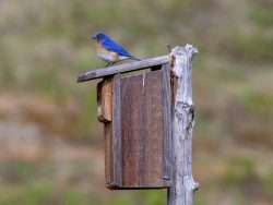 Eastern bluebirds are among the many birds that migrate at night in the spring and fall. Photo by Mike Lynch