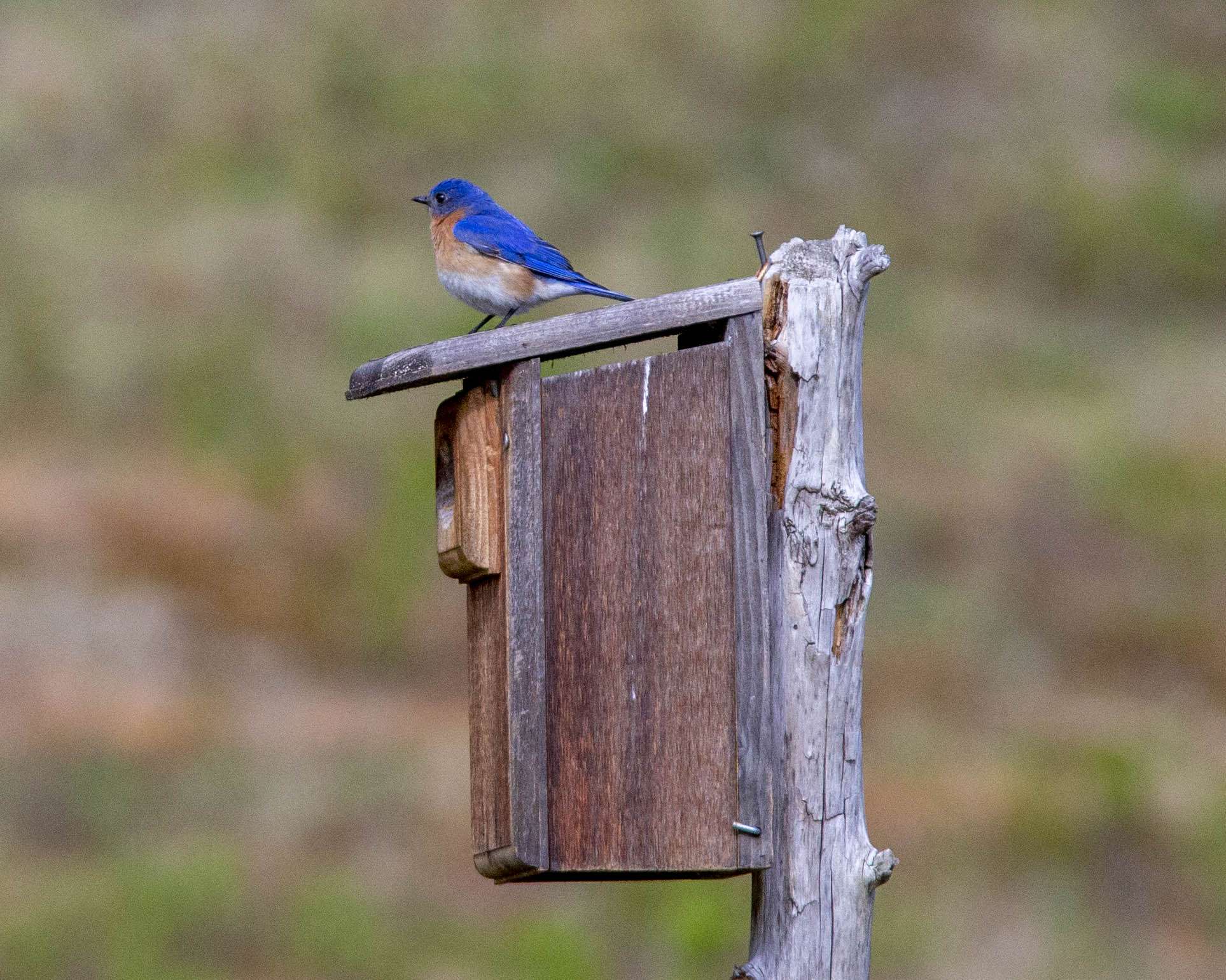 Eastern bluebirds are among the many birds that migrate at night in the spring and fall. Photo by Mike Lynch