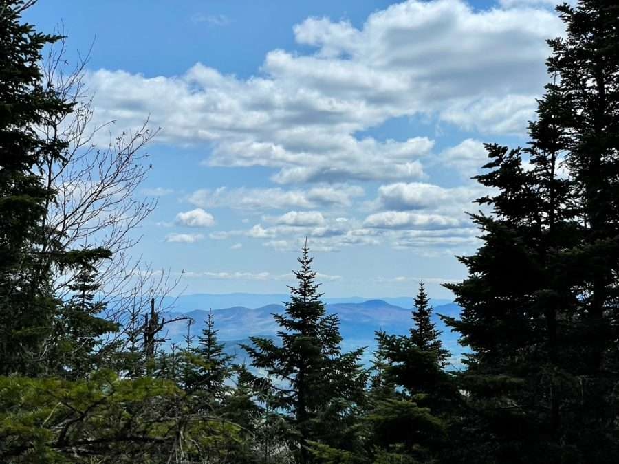 trees in the foreground and glimpse of mountains in the background