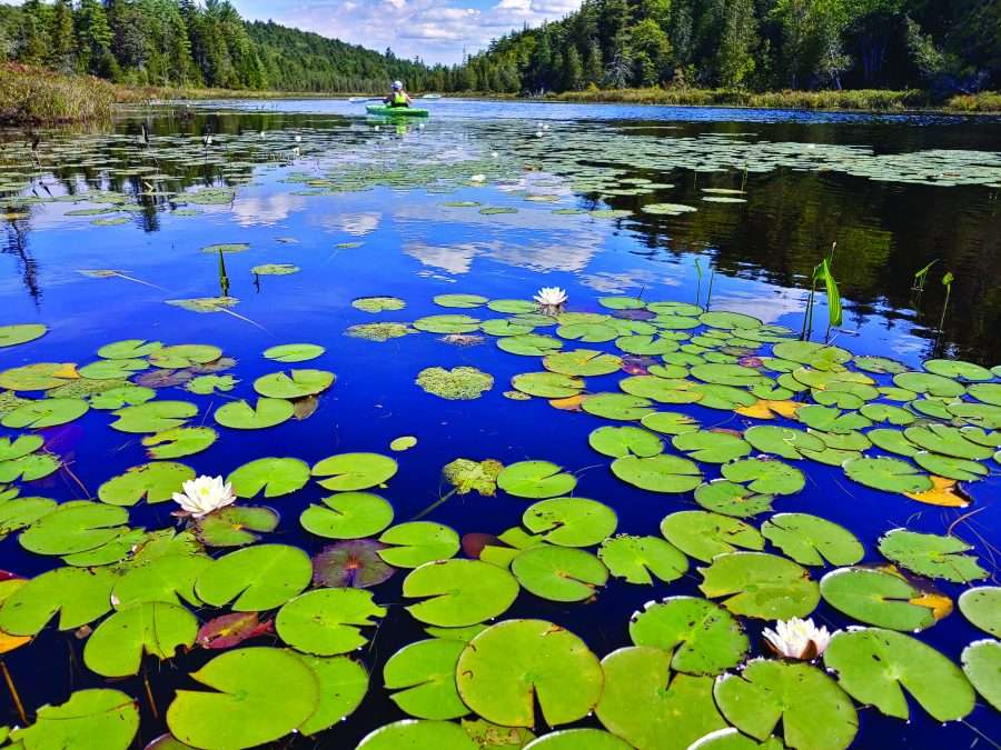 pond with lily pads