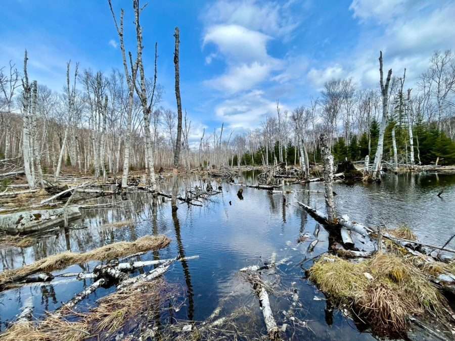 beaver pond on a sunny day