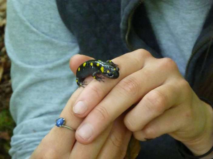 A small yellow and black spotted salamander sits on a researcher's hand.
