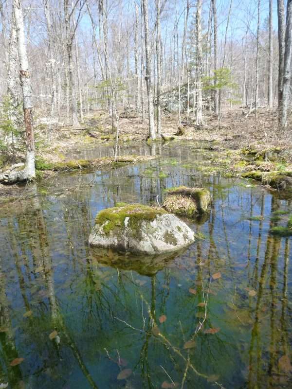 A spring vernal pool in Newcomb is shallow with bright red leaves on the bottom.
